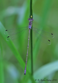 Lestes rectangularis, male